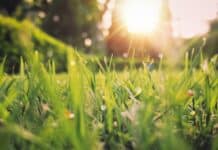 봄이여, 걷기로 환하게 맞이하는 새로운 에너지 green grass field sunset scenery