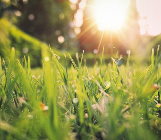 봄이여, 걷기로 환하게 맞이하는 새로운 에너지 green grass field sunset scenery