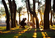 ‘공감놀이터’로 더욱 안전하고 쾌적하게 man in front of brown dog in woods