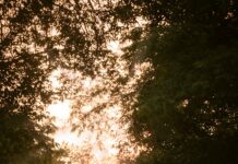 뼈건강을 위한 비타민D person in blue jacket walking on pathway between trees during daytime