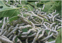 ‘홍잠 추출물’ 선천 면역 세포 증식 촉진