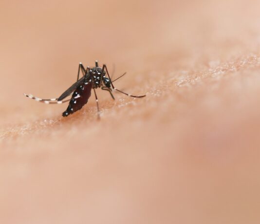 기후변화가 불러온 경고… 모기 매개 질병, 다시 확산 위협 a close up of a mosquito on a human's skin