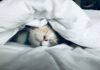 ‘슬리포노믹스’ 시대, 잠과 친해지는 생활 루틴 인기 white cat sleeps under white comforter