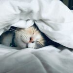 ‘슬리포노믹스’ 시대, 잠과 친해지는 생활 루틴 인기 white cat sleeps under white comforter