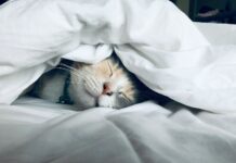 ‘슬리포노믹스’ 시대, 잠과 친해지는 생활 루틴 인기 white cat sleeps under white comforter