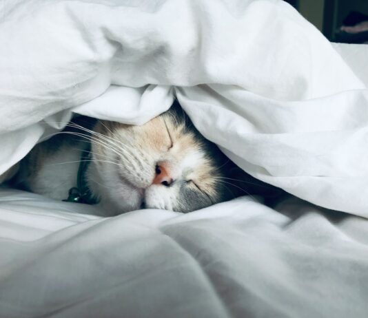 ‘슬리포노믹스’ 시대, 잠과 친해지는 생활 루틴 인기 white cat sleeps under white comforter