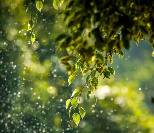 일상 속으로 스며든 웰니스 문화, 건강한 삶을 위한 실천법은? selective focus photo of green vine