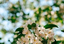 뇌 건강, 일상 속 작은 변화로 지키자…한국인 맞춤 실천법 주목 Sunlit white apple blossoms against a blurred green background.